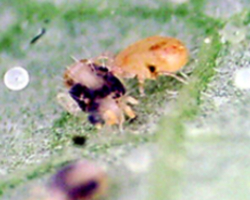 Typlodromus pyri