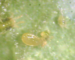 Typlodromus occidentalis