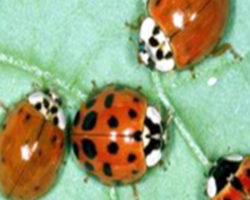 Hippodamia convergens