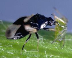 Orius tristicolor