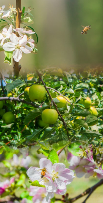 Producci&oacute;n agroecol&oacute;gica